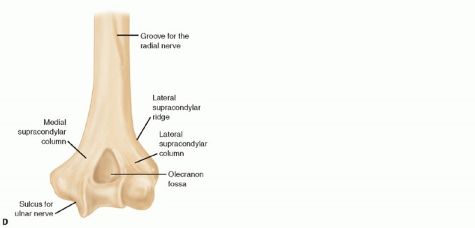 Illustration 23 for The Anatomy of the Shoulder & Elbow: Master Your Body