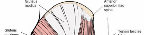 Illustration 91 for Optimal Femoral Approaches: Mastering the Lateral Intermuscular Septum