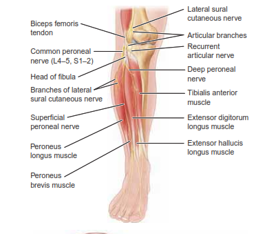 Understanding & Treating Peroneal and Lateral Nerve Injuries