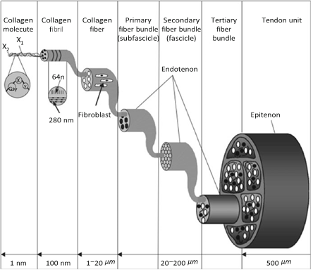 Illustration 11 for Decoding Von Willebrand Factor: Fundamental Basic Science Principles