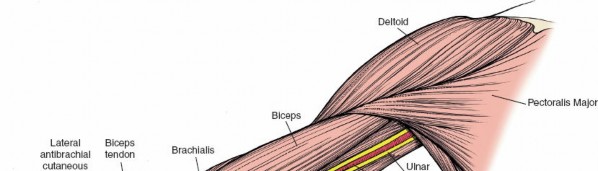 Illustration 14 for Medial Approach to the Distal Humerus: Master Techniques & Avoid Osteotomy