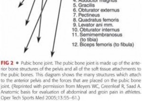 Illustration 21 for Understanding Pubalgia and Adductor Injuries: Your Guide to Relief