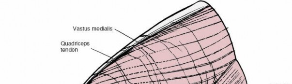 Illustration 14 for Unlocking the Medial Side of the Knee: A Surgical Anatomy Guide