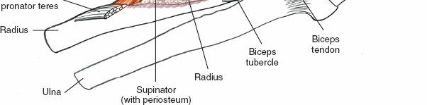 Illustration 67 for Mastering Elbow Approaches: Applied Surgical Anatomy for Precision