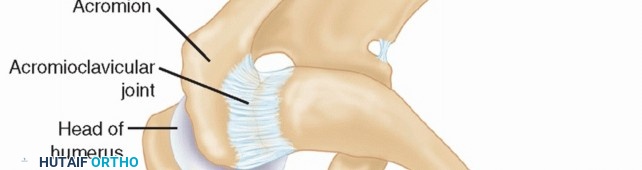 Illustration 7 for The Anatomy of the Shoulder & Elbow: Master Your Body