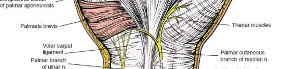 Illustration 99 for Essential Surgical Approaches: Uncover Every Aspect of the Wrist