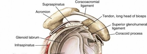 Illustration of shoulder anatomy shoulder - Dr. Mohammed Hutaif