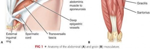 Illustration 17 for Understanding Pubalgia and Adductor Injuries: Your Guide to Relief