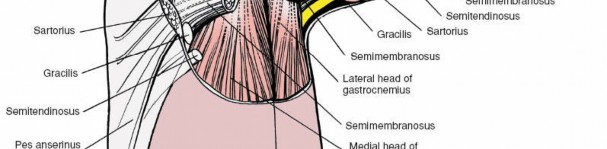Illustration 117 for Mastering Knee Approaches: Spotlight on Superficial Medial Ligament