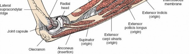 Illustration 84 for Mastering Approaches to the Upper Third of the Radius