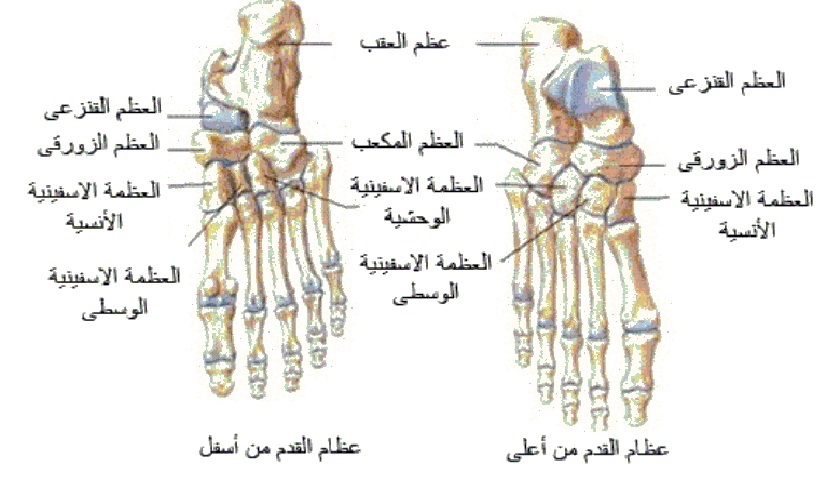 وداعاً لـ الم القدم والكاحل: الأسباب الخفية، الأعراض، العلاج والوقاية