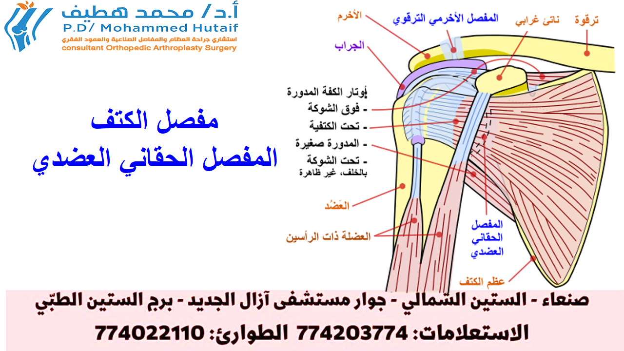 تخلص من ألم الكتف: فهم وعلاج تمزق اوتار الكفه المدوره بفعالية