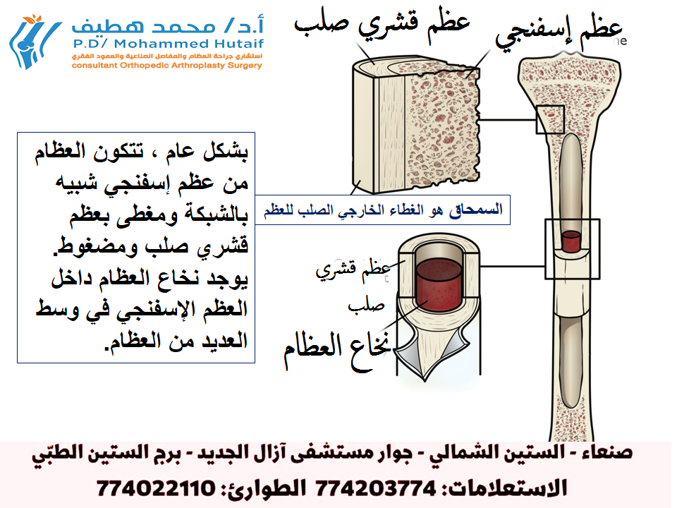 أساسيات صحة العظام