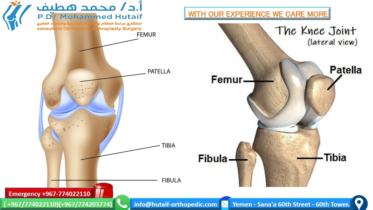Knee Anatomy Revealed: Step-by-Step Guide with Photos