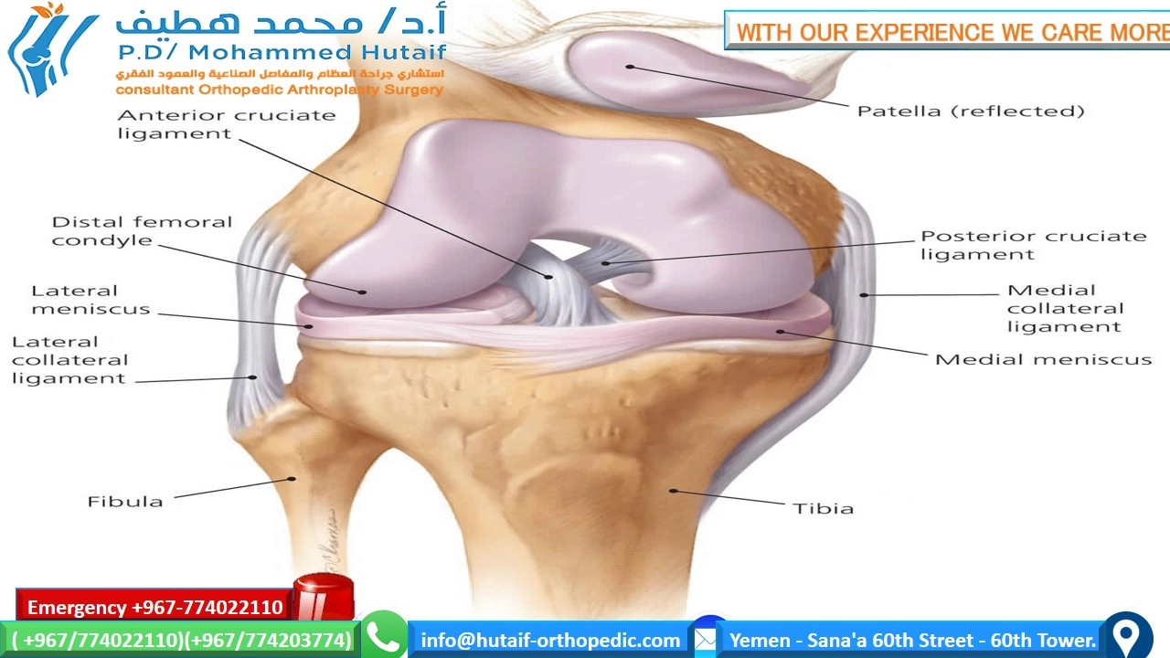 ACL Explained: See This Key Ligament's Anatomy With Photos