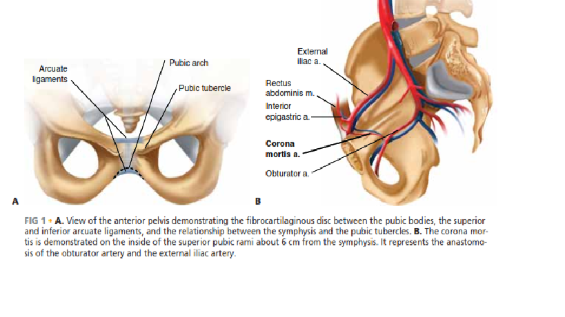 Illustration of symphysis pubic symphysis - Dr. Mohammed Hutaif