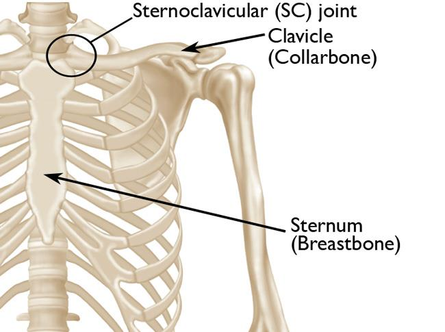 Illustration of sc joint disorders - Dr. Mohammed Hutaif