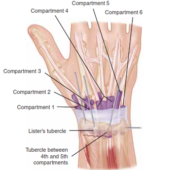 Extensor carpi radialis brevis Extensor carpi radialis longus Extensor pollicis brevis Abductor pollicis 2162 Extensor pollicis longus longus Superficial branch of the radial nerve Brachioradialis muscle