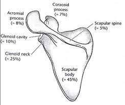 Scapula fracture location