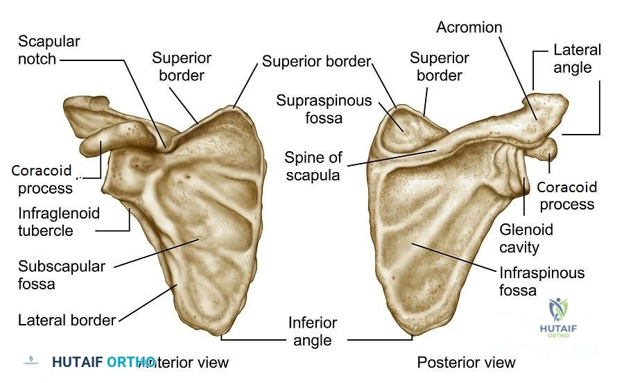 Scapula fracture location