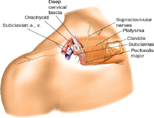 Anterior Approach to the Clavicle: Comprehensive Surgical Anatomy & Techniques