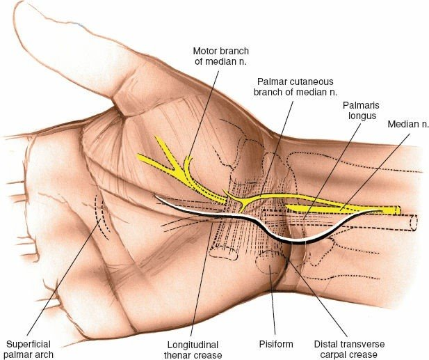 Comprehensive Guide to the Volar Approach: Carpal Tunnel & Wrist Surgical Anatomy