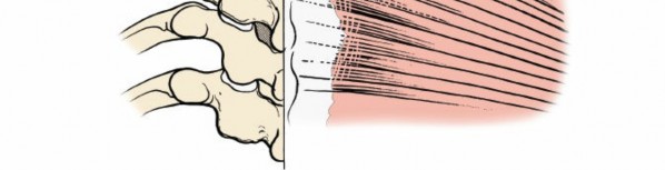 Illustration 193 for Approach to the Lumbar Spine: Mastering Techniques & Anatomy