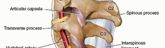 Illustration 24 for Master Techniques for Cervical Fracture Reduction: Type III & More