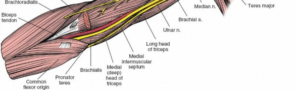 Illustration 12 for Surgical Anatomy of the Arm: Navigating Key Neurovascular Structures
