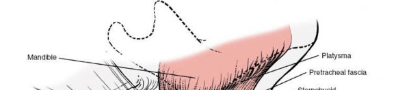 Illustration 266 for Approach to the Lumbar Spine: Mastering Techniques & Anatomy