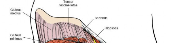 Illustration 2 for Unlocking Every Aspect of the Hip's Surgical Approaches