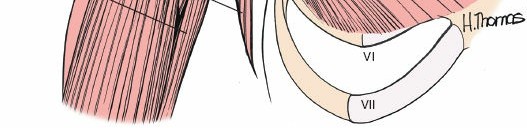 Illustration 12 for Enhance Anterior Shoulder Surgery: Crucial Joint Applied Surgical Anatomy