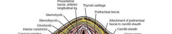 Illustration 216 for Approach to the Lumbar Spine: Mastering Techniques & Anatomy