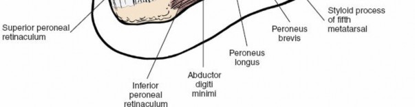 Illustration 174 for Optimized Approaches to the Dorsum of the Foot & Ankle