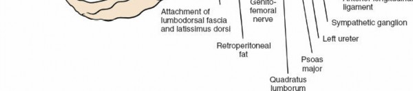 Illustration 37 for Master the Anterolateral Retroperitoneal Approach to Lumbar Spine