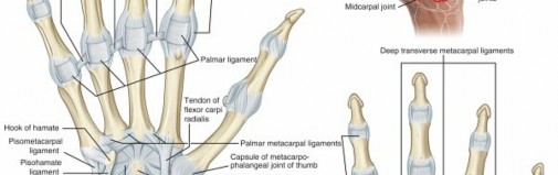 Illustration of atlas of anatomy - Dr. Mohammed Hutaif