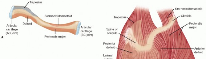 Illustration of fixation of clavicle - Dr. Mohammed Hutaif