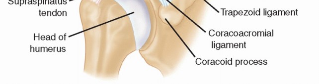 Illustration 9 for The Anatomy of the Shoulder & Elbow: Master Your Body
