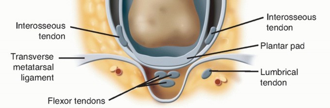 Illustration 5 for Hammer Toe Correction: Understanding the Extensor Digitorum Longus