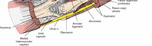 Illustration 26 for Critical Elbow Applied Surgical Anatomy: Enhance Your Practice