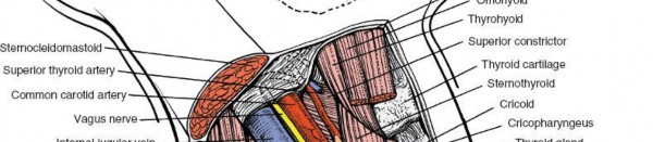 Illustration 272 for Approach to the Lumbar Spine: Mastering Techniques & Anatomy