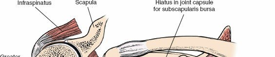 Illustration 31 for Enhance Anterior Shoulder Surgery: Crucial Joint Applied Surgical Anatomy