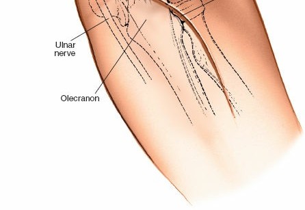 Illustration 5 for Mastering Elbow Approaches: Applied Surgical Anatomy for Precision