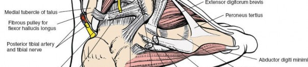 Illustration 177 for Optimized Approaches to the Dorsum of the Foot & Ankle