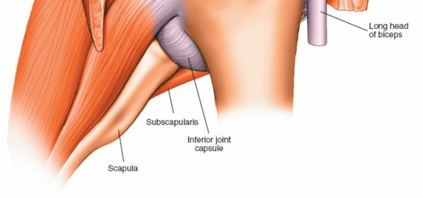Illustration 209 for Essential Guide: Mastering Every Approach to the Shoulder