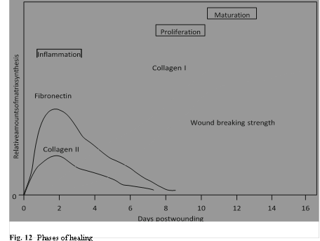Illustration 13 for Decoding Von Willebrand Factor: Fundamental Basic Science Principles