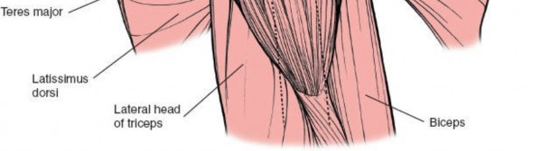 Illustration 6 for Deepen Skills: Anterolateral & Lateral Surgical Approaches