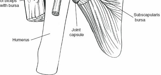 Illustration 18 for Deepen Skills: Anterolateral & Lateral Surgical Approaches