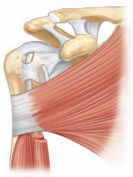 Illustration 2 for Resolve Long Head Biceps Pain: Advanced Arthroscopic Treatment