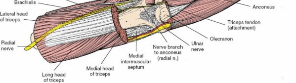Illustration 19 for Critical Elbow Applied Surgical Anatomy: Enhance Your Practice